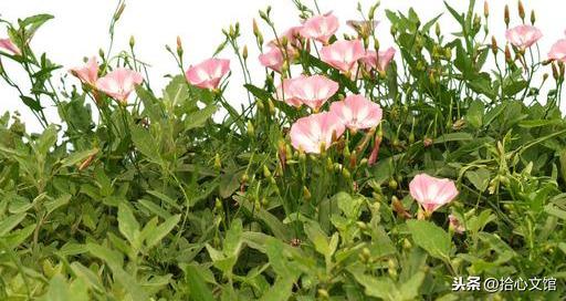 滴水之恩，当涌泉相报；受人恩惠，应没齿难忘(图7)