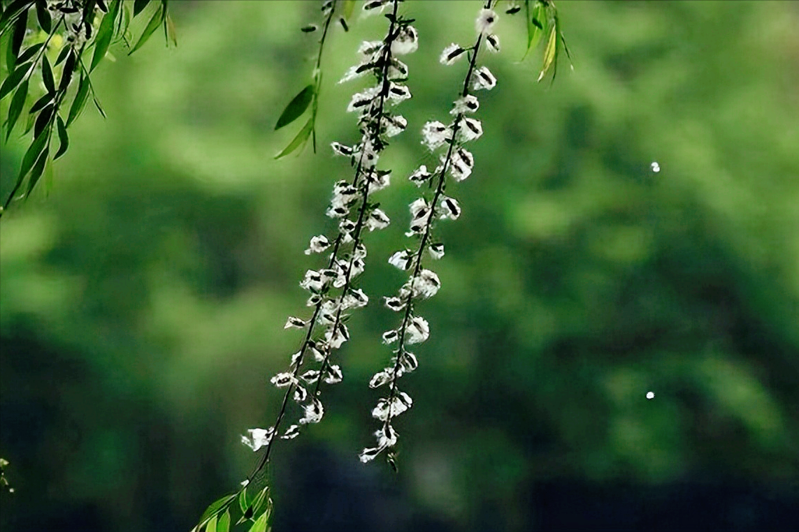 又到柳絮纷飞季节，11首最美柳絮诗词，情似游丝，人如飞絮，真美(图3)