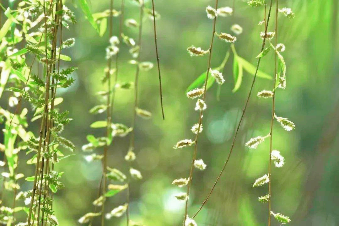 又到柳絮纷飞季节，11首最美柳絮诗词，情似游丝，人如飞絮，真美(图5)