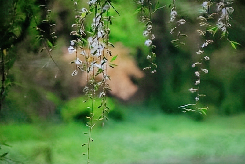 又到柳絮纷飞季节，11首最美柳絮诗词，情似游丝，人如飞絮，真美(图7)