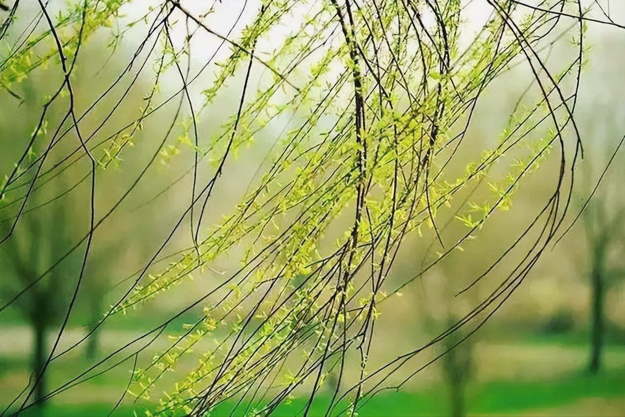 又到柳絮纷飞季节，11首最美柳絮诗词，情似游丝，人如飞絮，真美(图8)