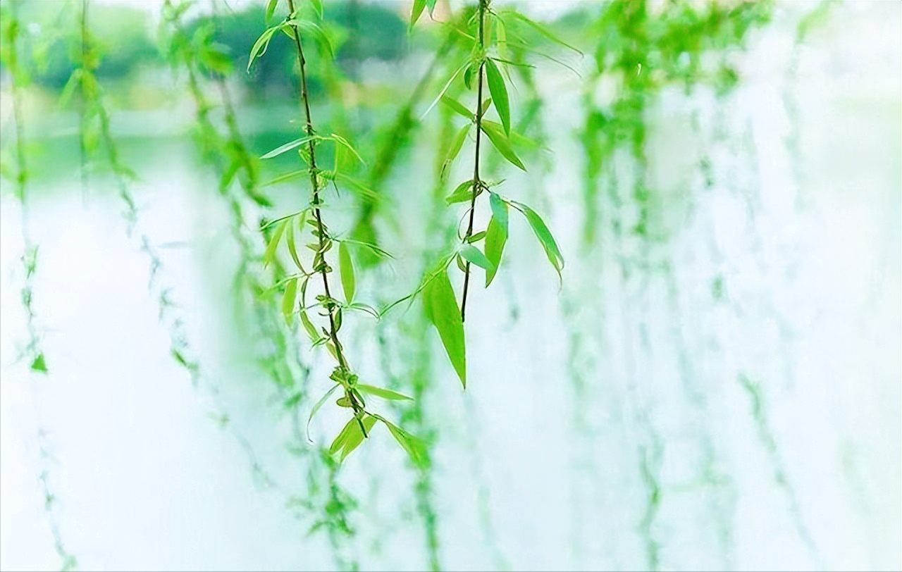 又到柳絮纷飞季节，11首最美柳絮诗词，情似游丝，人如飞絮，真美(图10)