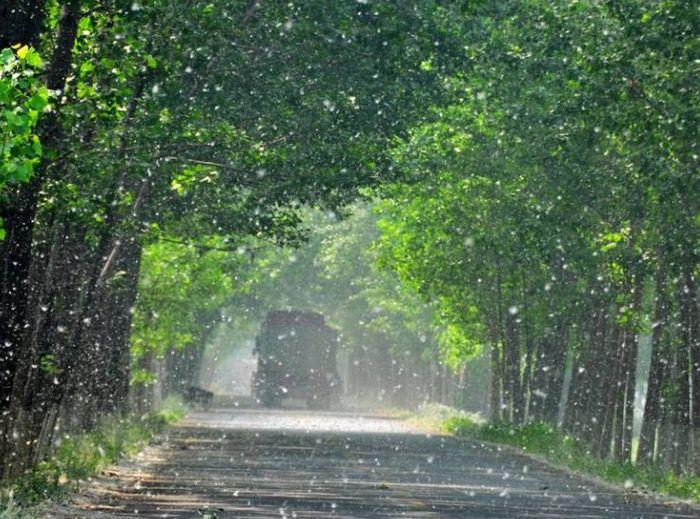 【诗词鉴赏】又到柳絮纷飞时，撩动你的心弦！(图3)