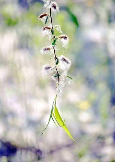 【诗词鉴赏】又到柳絮纷飞时，撩动你的心弦！(图5)