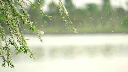 【诗词鉴赏】又到柳絮纷飞时，撩动你的心弦！(图7)