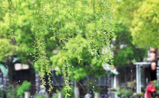 【诗词鉴赏】又到柳絮纷飞时，撩动你的心弦！(图9)