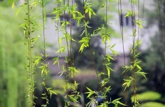 【诗词鉴赏】又到柳絮纷飞时，撩动你的心弦！(图11)