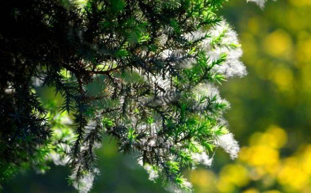 【诗词鉴赏】又到柳絮纷飞时，撩动你的心弦！(图13)