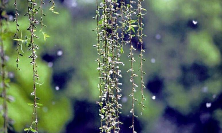 【诗词鉴赏】又到柳絮纷飞时，撩动你的心弦！(图15)