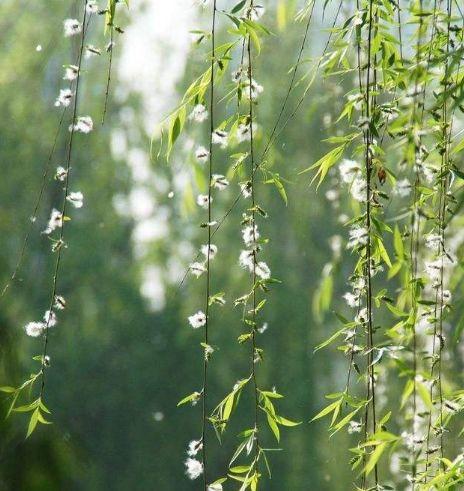 【诗词鉴赏】又到柳絮纷飞时，撩动你的心弦！(图17)