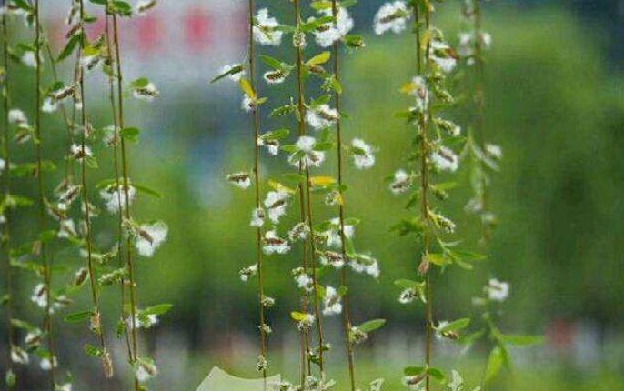 【诗词鉴赏】又到柳絮纷飞时，撩动你的心弦！(图21)