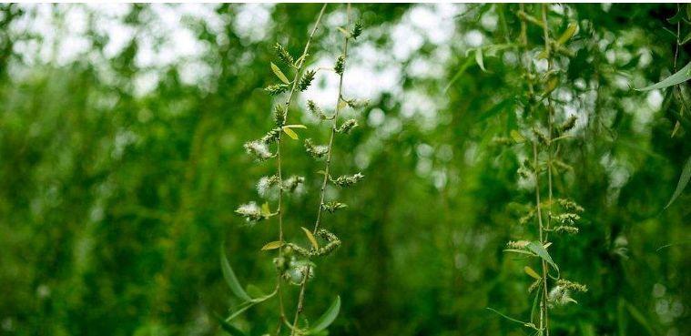 【诗词鉴赏】又到柳絮纷飞时，撩动你的心弦！(图23)