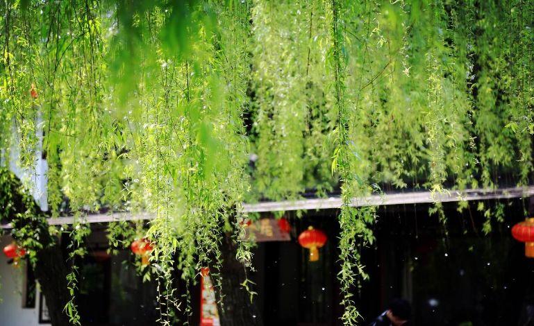 【诗词鉴赏】又到柳絮纷飞时，撩动你的心弦！(图25)