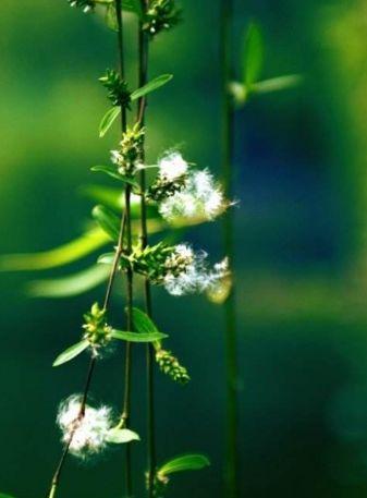 【诗词鉴赏】又到柳絮纷飞时，撩动你的心弦！(图27)