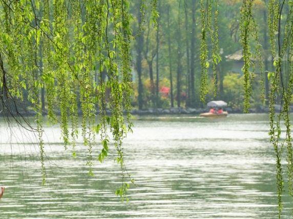 【诗词鉴赏】又到柳絮纷飞时，撩动你的心弦！(图29)