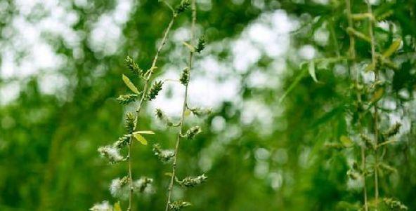 【诗词鉴赏】又到柳絮纷飞时，撩动你的心弦！(图31)