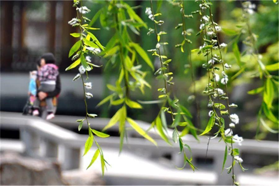 二十首最美的柳絮诗词，飘泊亦如人命薄，空缱绻，说风流(图1)