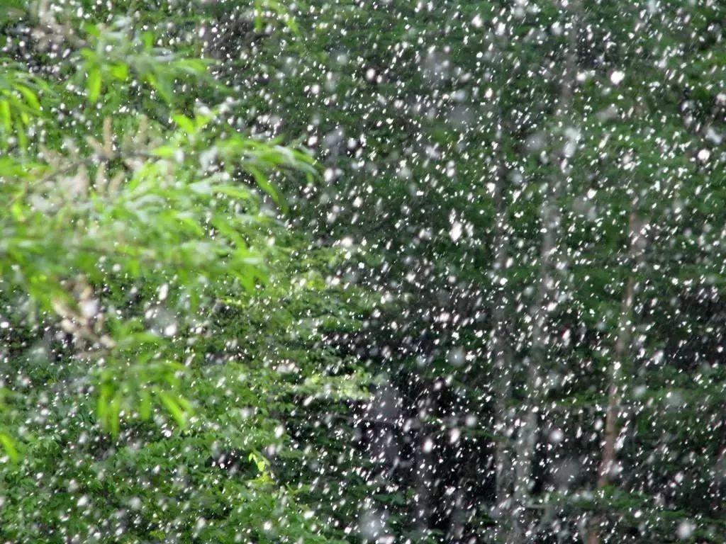 二十首最美的柳絮诗词，飘泊亦如人命薄，空缱绻，说风流(图2)