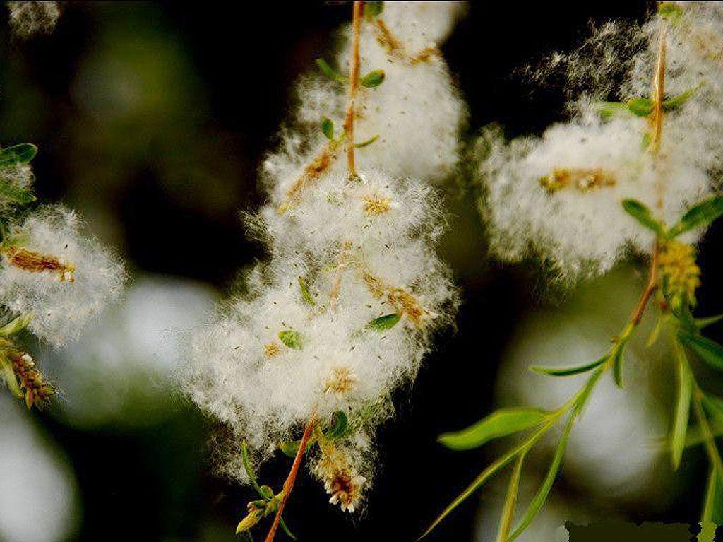 二十首最美的柳絮诗词，飘泊亦如人命薄，空缱绻，说风流(图3)