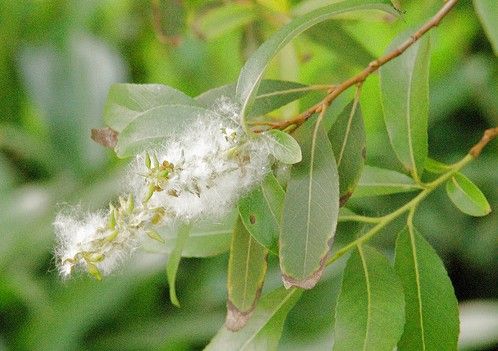 二十首最美的柳絮诗词，飘泊亦如人命薄，空缱绻，说风流(图4)