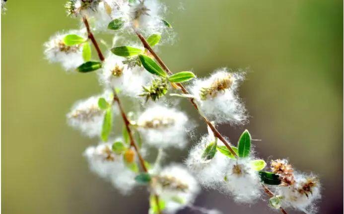 二十首最美的柳絮诗词，飘泊亦如人命薄，空缱绻，说风流(图5)