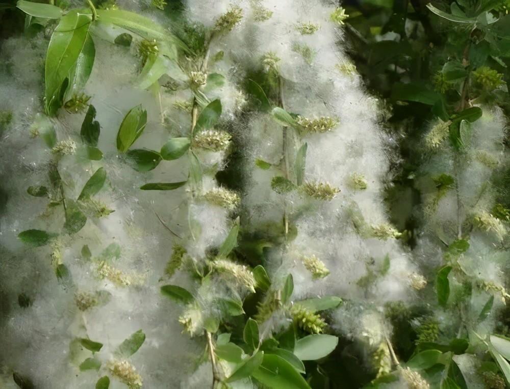 二十首最美的柳絮诗词，飘泊亦如人命薄，空缱绻，说风流(图6)