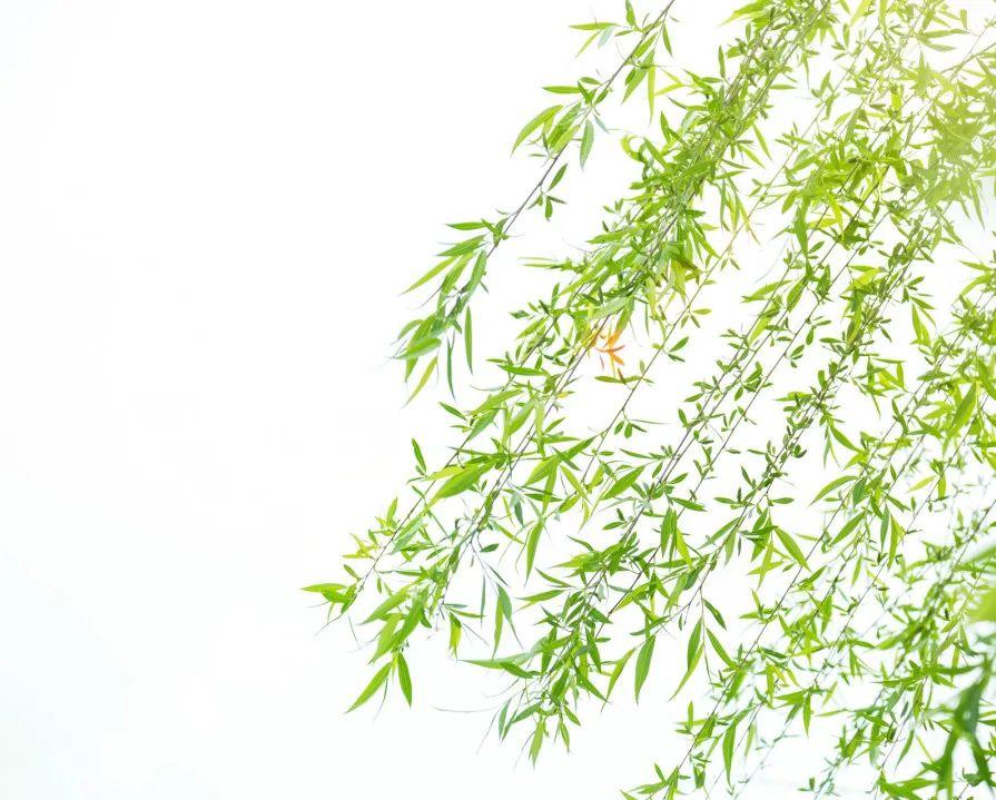 二十首最美的柳絮诗词，飘泊亦如人命薄，空缱绻，说风流(图7)