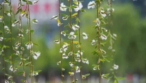 二十首最美的柳絮诗词，飘泊亦如人命薄，空缱绻，说风流(图8)