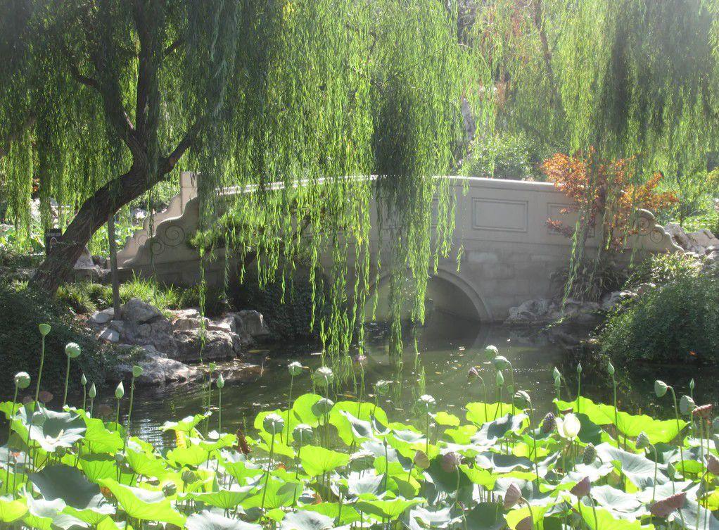 柳絮落闲池，恍然一番清逸知遇。(图1)