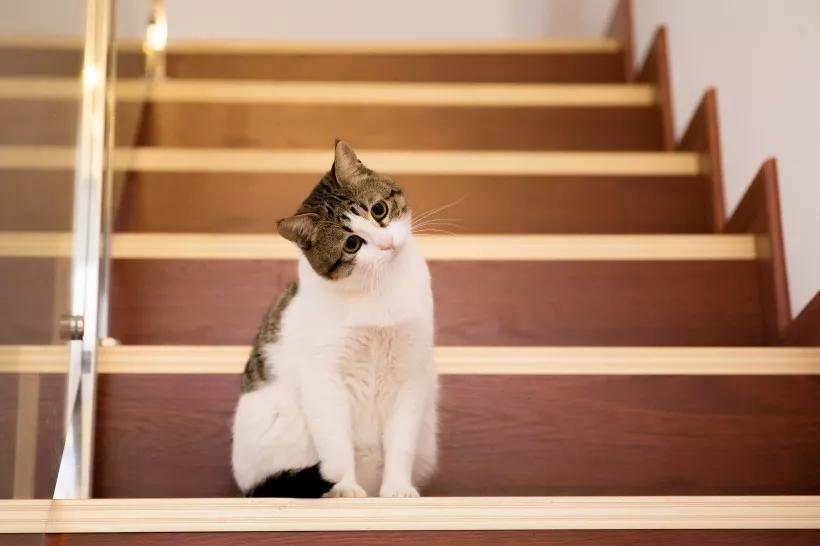 适合发朋友圈的短句，时光教会了我：万事藏于心，不表于情(图4)