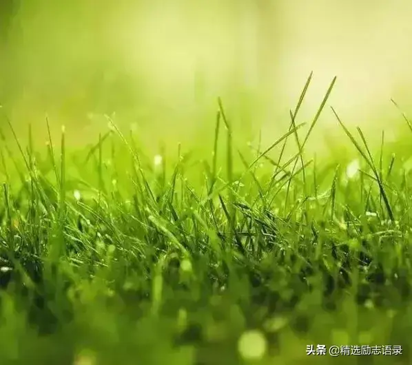 像草一样去做人(图1)