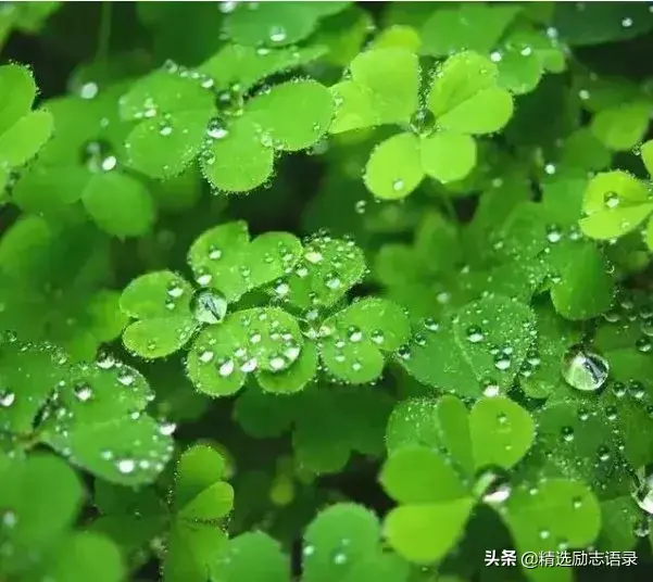 像草一样去做人(图2)