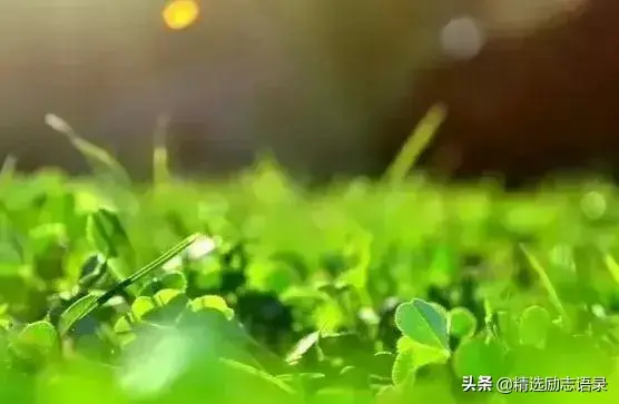 像草一样去做人(图4)