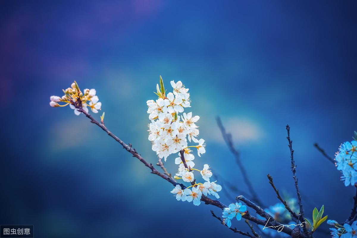 大唐诗人贾岛经典五言诗作，鸟宿池边树，僧敲月下门(图1)