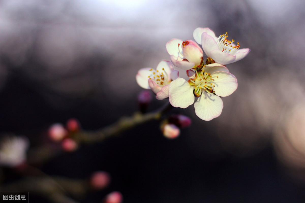 大唐诗人贾岛经典五言诗作，鸟宿池边树，僧敲月下门(图2)