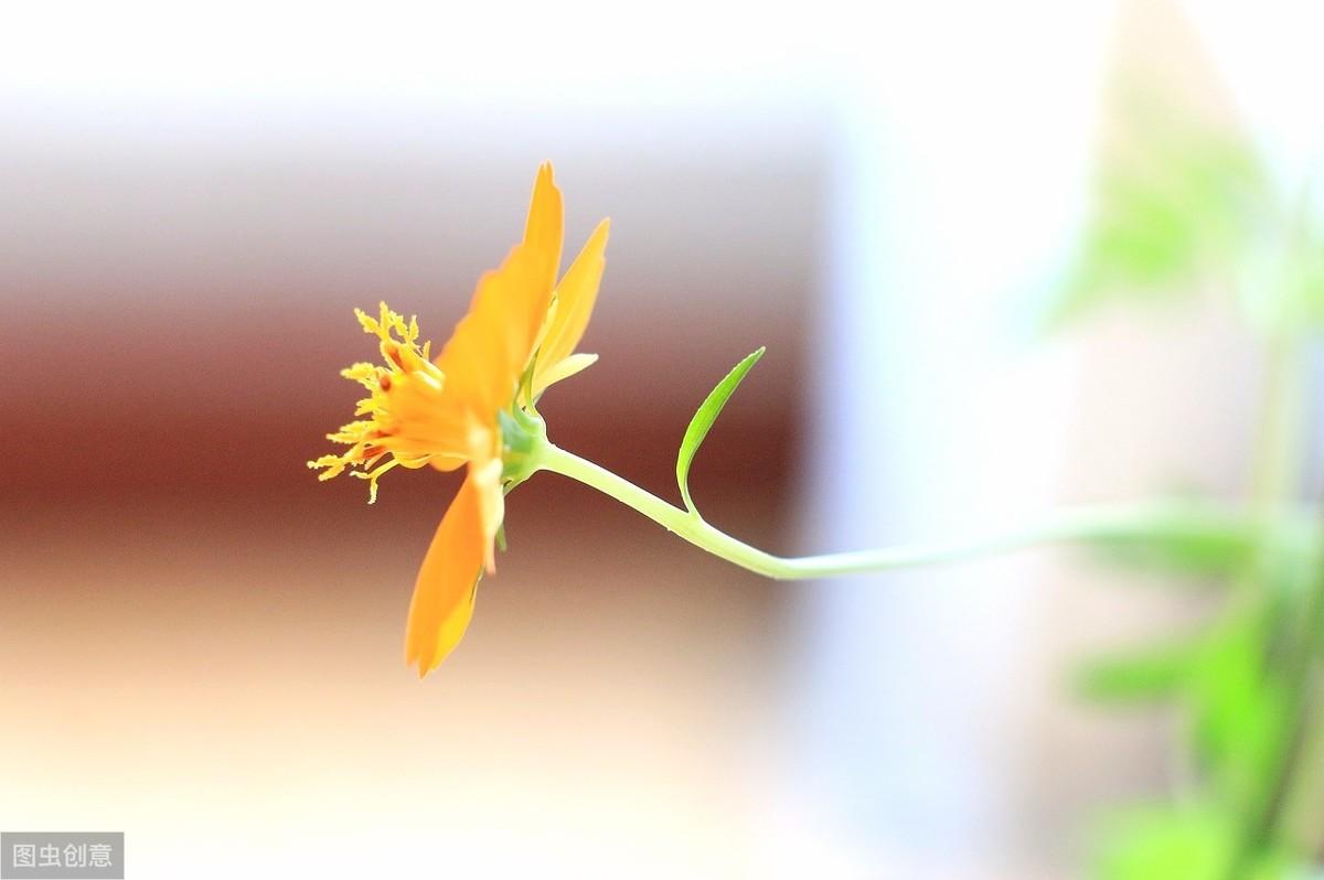 大唐诗人贾岛经典五言诗作，鸟宿池边树，僧敲月下门(图4)