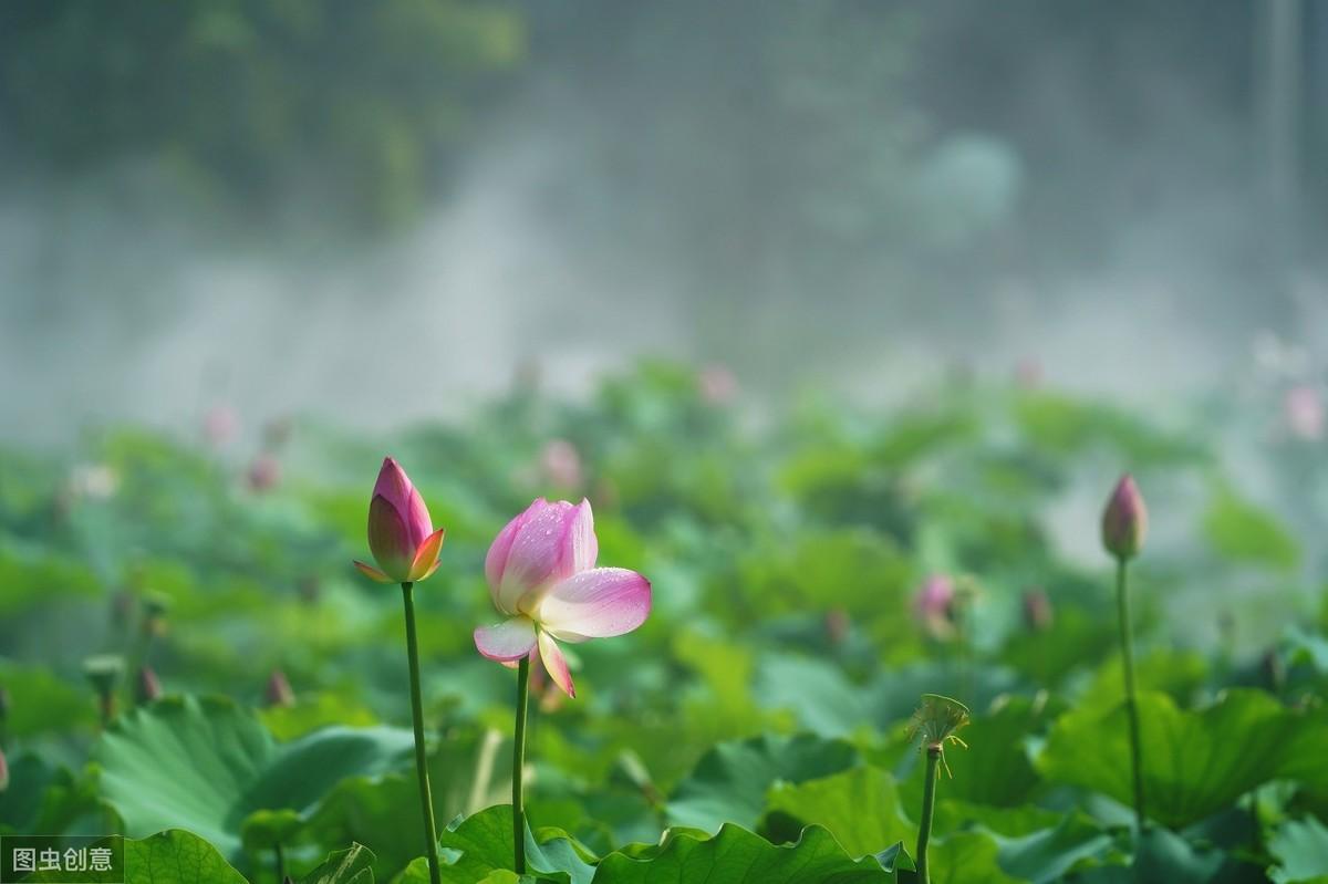 大唐诗人贾岛经典五言诗作，鸟宿池边树，僧敲月下门(图6)