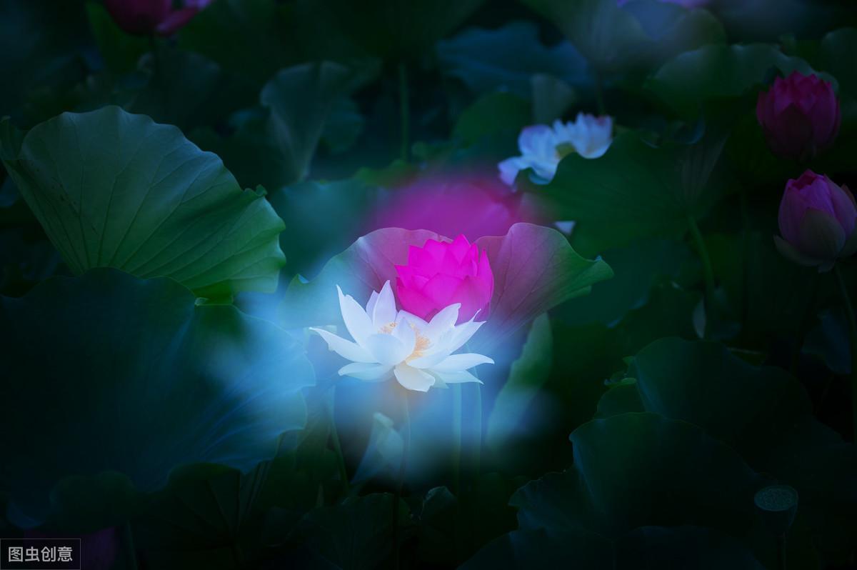 大唐诗人贾岛经典五言诗作，鸟宿池边树，僧敲月下门(图8)