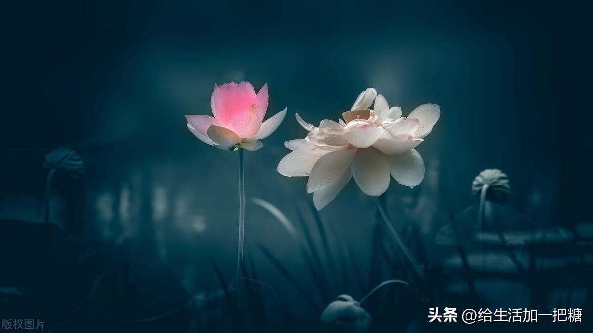 充满魅力的人生感悟短句，句句触动人心，推荐阅读！(图2)