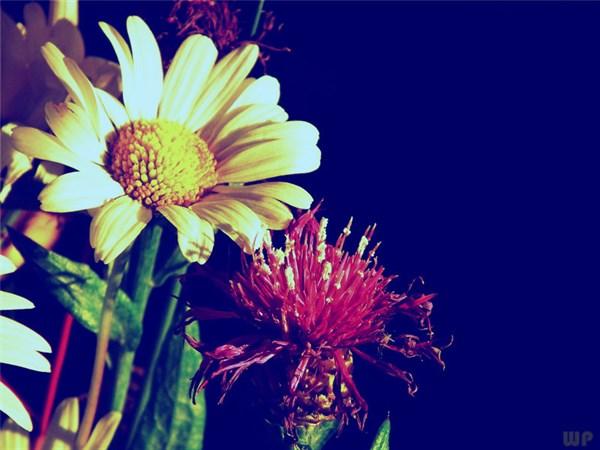 沁人心脾的生活感悟短语，多读几遍受益终身(图2)