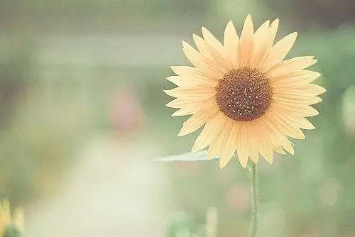 适合发说说的哲理短句：得意时要看淡，失意时要看开(图3)