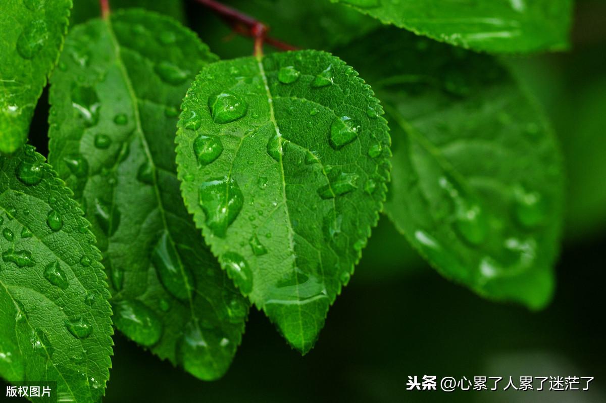 感悟人生经典说说，得意时要看淡，失意时要看开(图1)