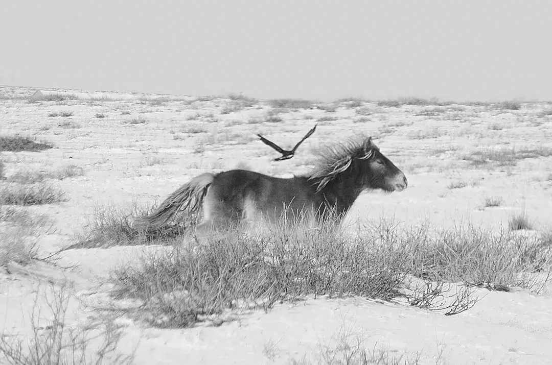 《古诗十九首》里的那些唯美诗句，每一句都值得细细品味(图1)