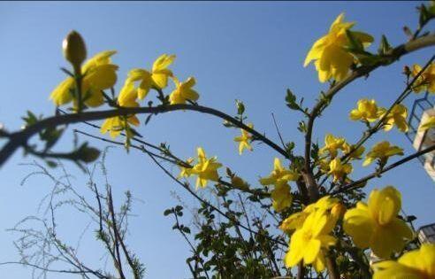 又是一年樱桃花开烂漫时(图1)