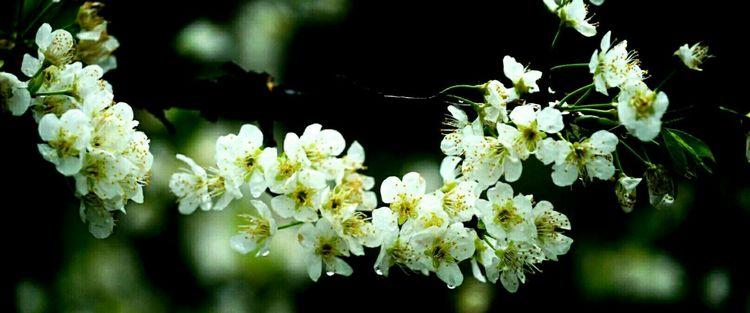 又是一年樱桃花开烂漫时(图2)