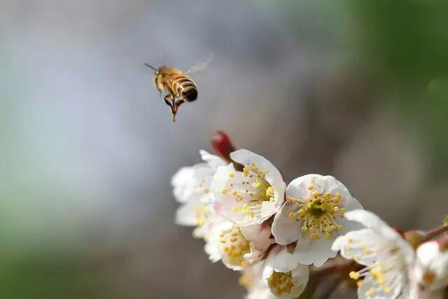 又是一年樱桃花开烂漫时(图4)