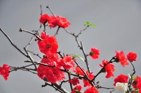 又是一年樱桃花开烂漫时(图5)