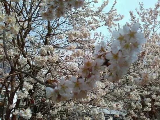 又是一年樱桃花开烂漫时(图6)