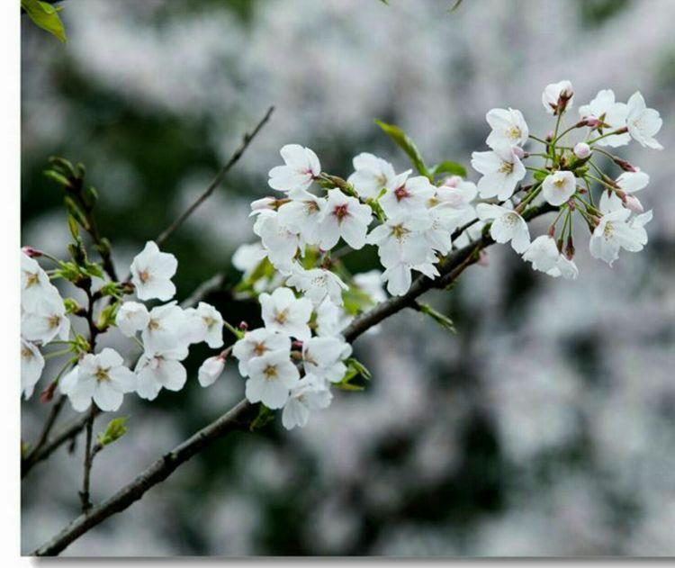 又是一年樱桃花开烂漫时(图7)