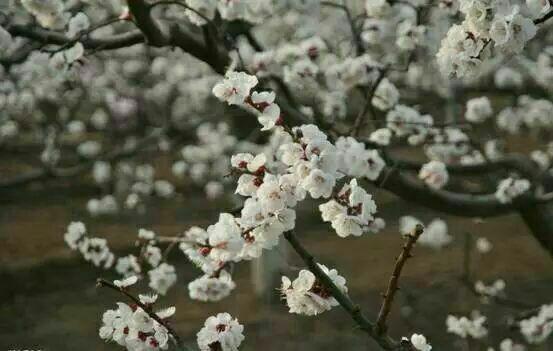 又是一年樱桃花开烂漫时(图8)